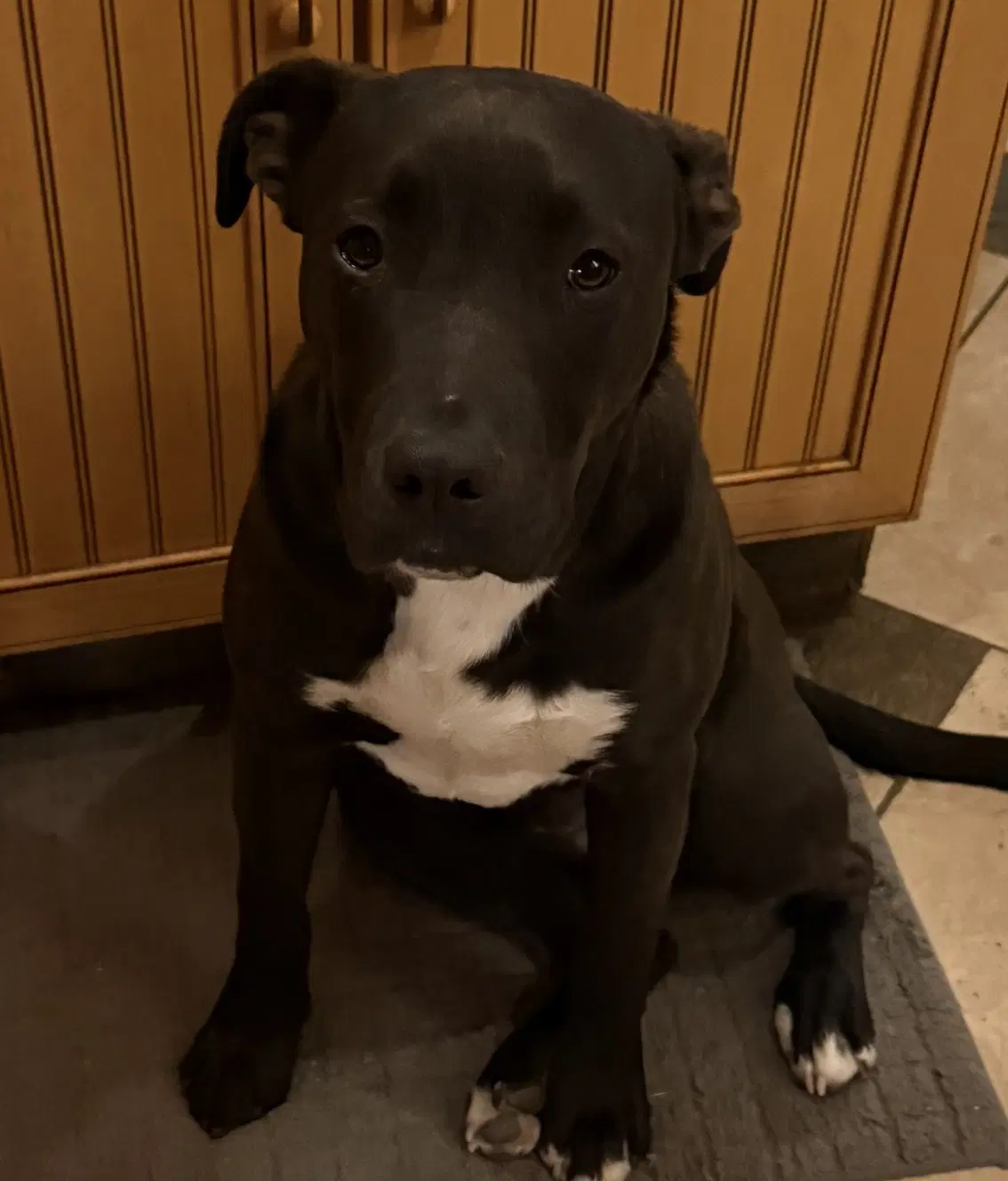Scout Courtesy Listing image 3