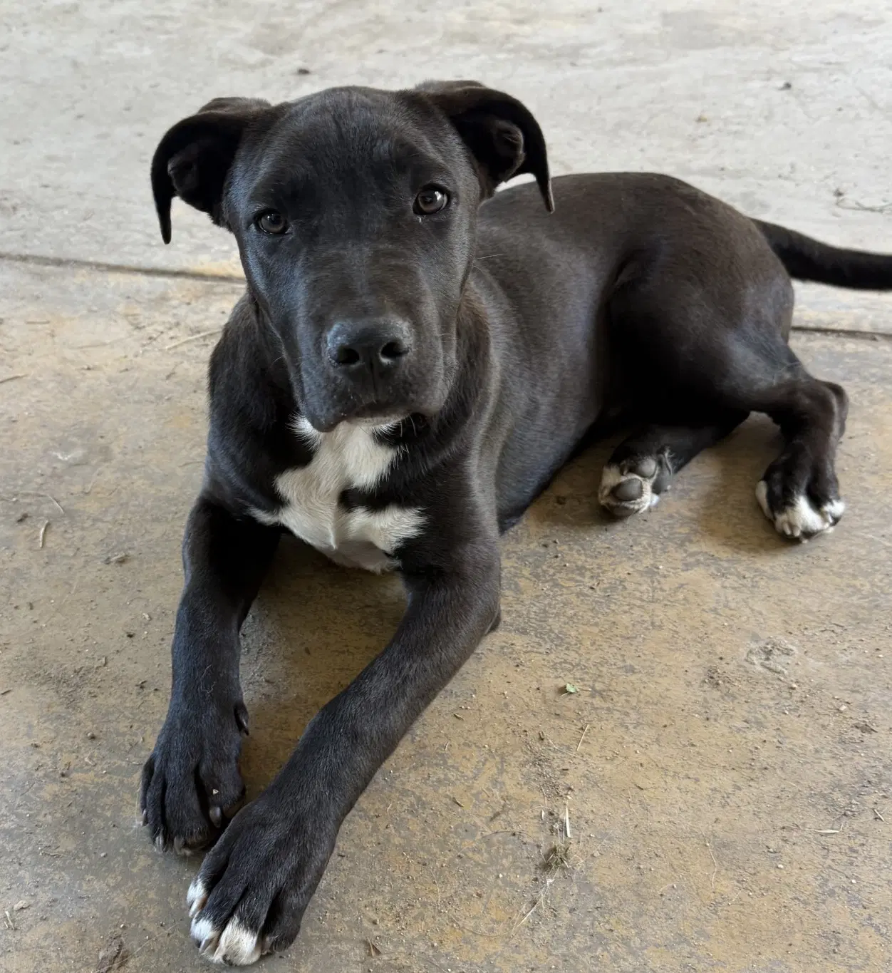 Scout Courtesy Listing image 4