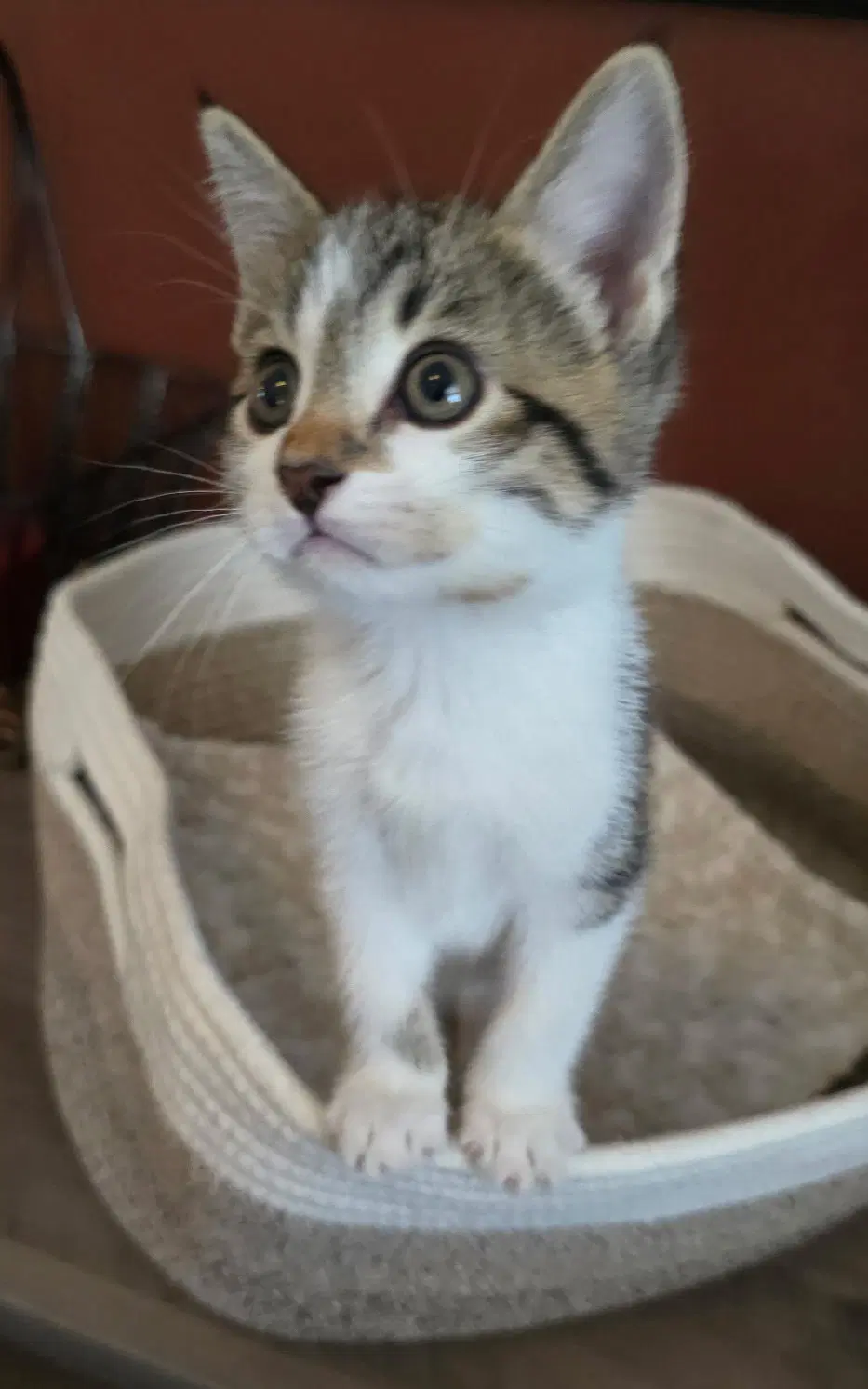 Donald - Domestic Short Hair