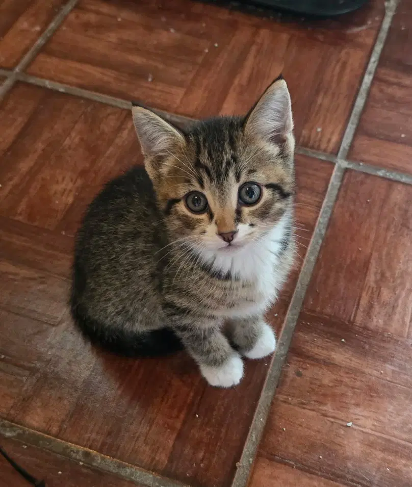 Dumbo - Domestic Short Hair
