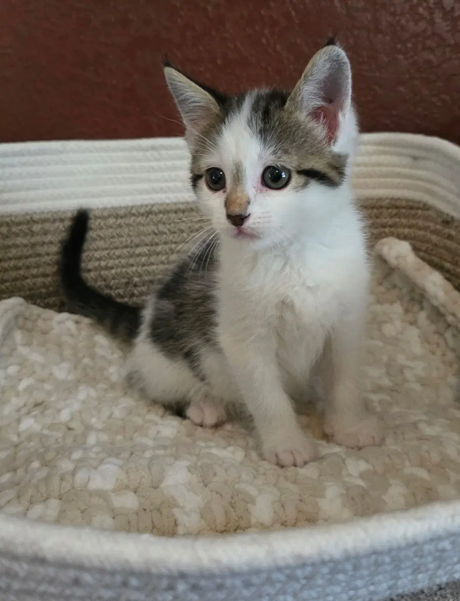 Pluto - Domestic Short Hair
