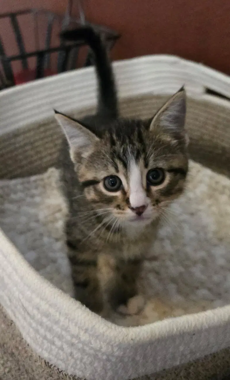 Goofy - Domestic Short Hair