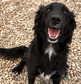 Millie Courtesy Listing - Collie