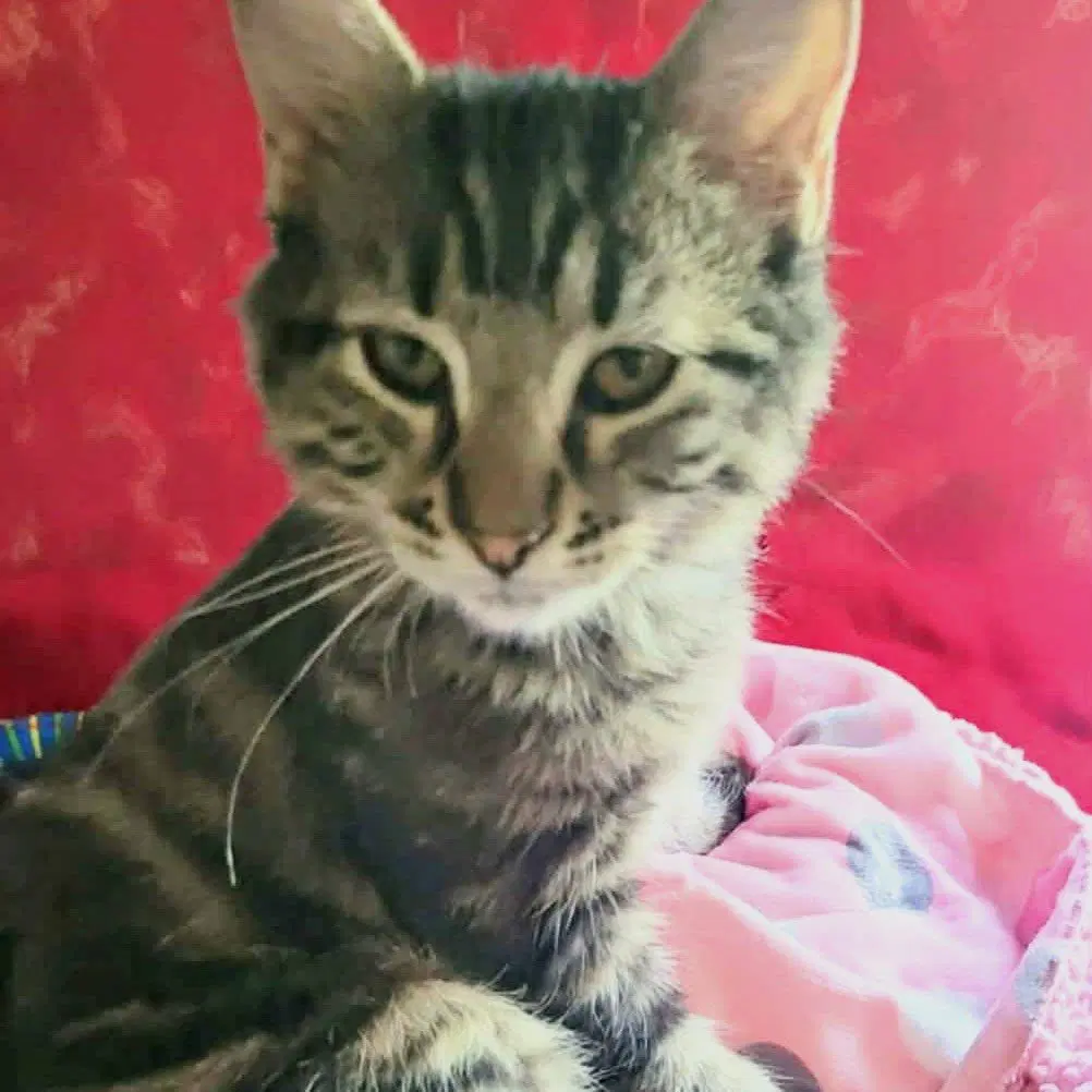 Layla - Domestic Medium Hair