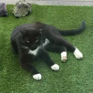 Dominic - Domestic Short Hair