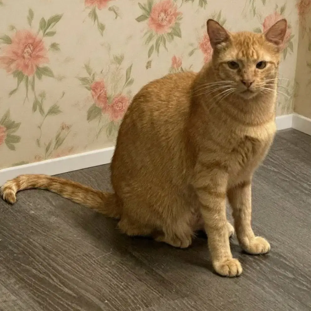 Peaches - Domestic Short Hair