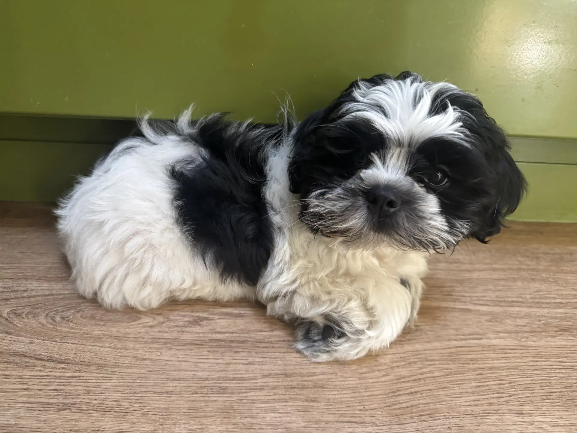 Roberto - Shih Tzu