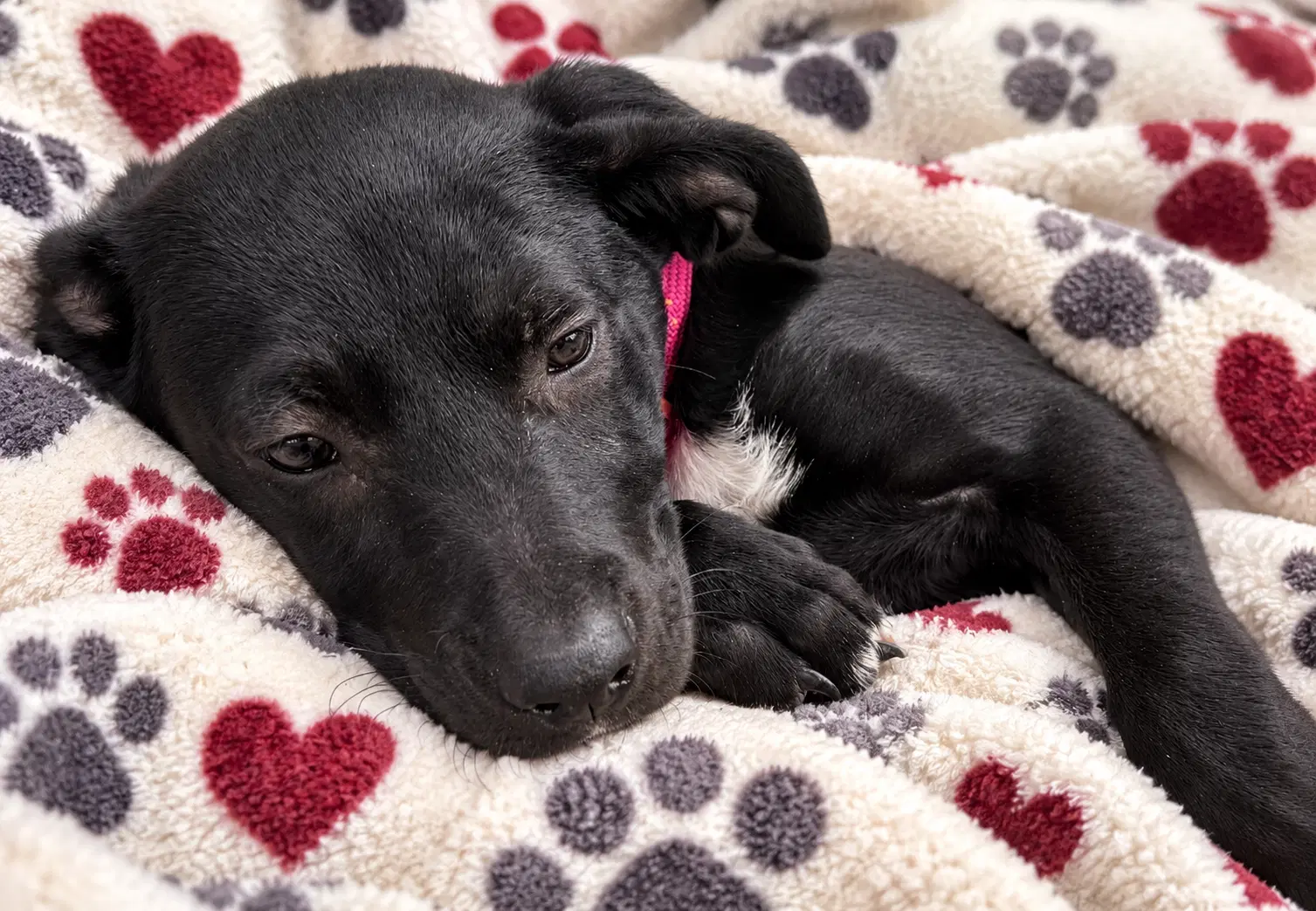 Astrid - Labrador Retriever