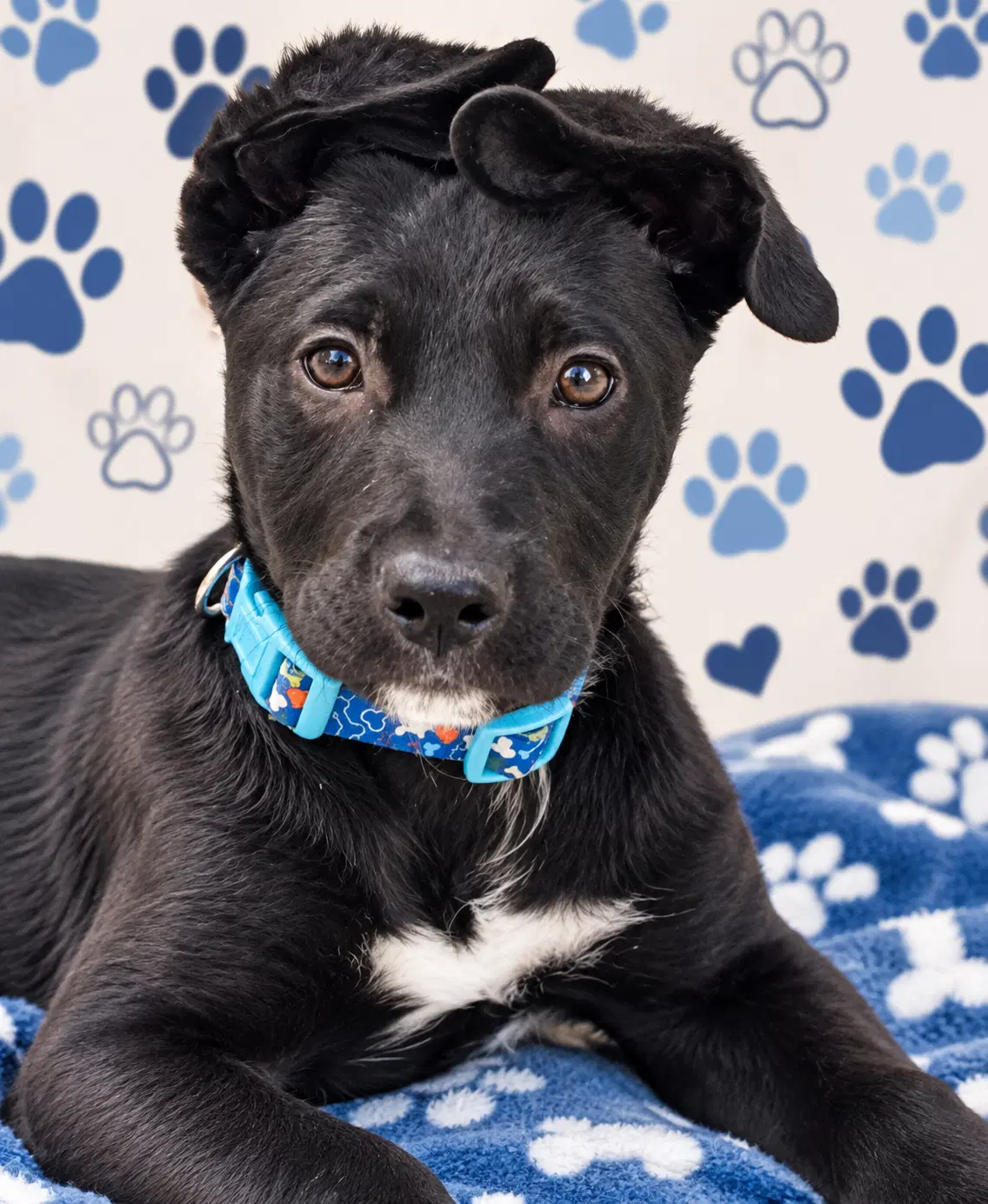 Bjorn - Labrador Retriever