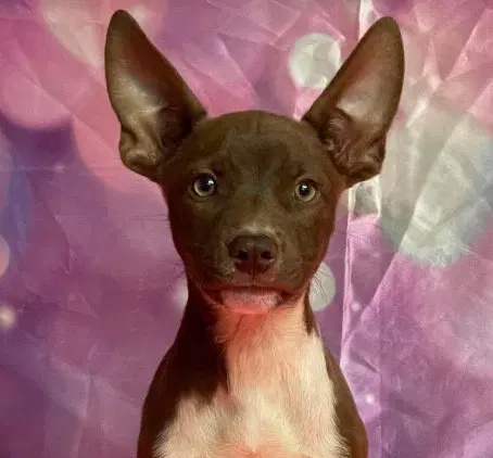 Ryder - Australian Kelpie