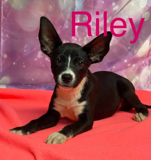 Riley - Australian Kelpie
