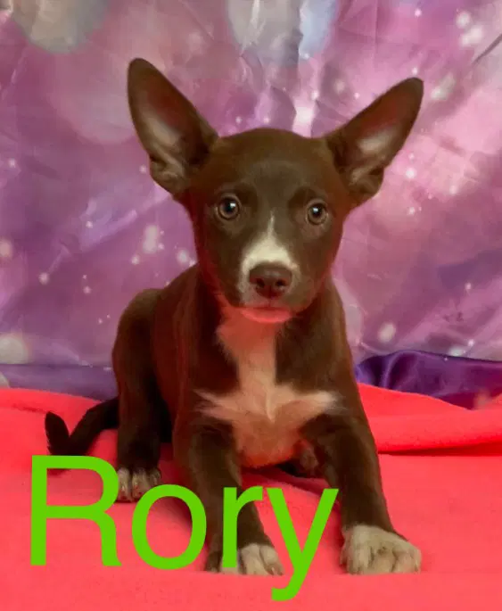 Rory - Australian Kelpie