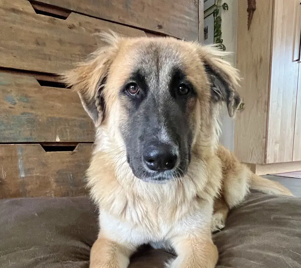 Lana - Great Pyrenees
