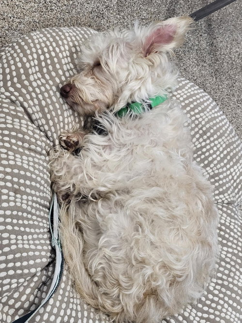 Photo 3 of Benny