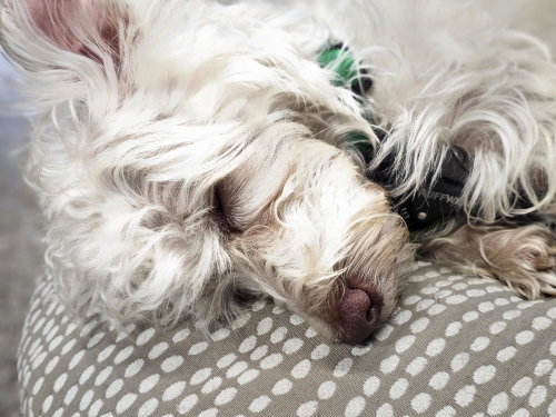 Benny, a dog for adoption from Evergreen Animal Protective League