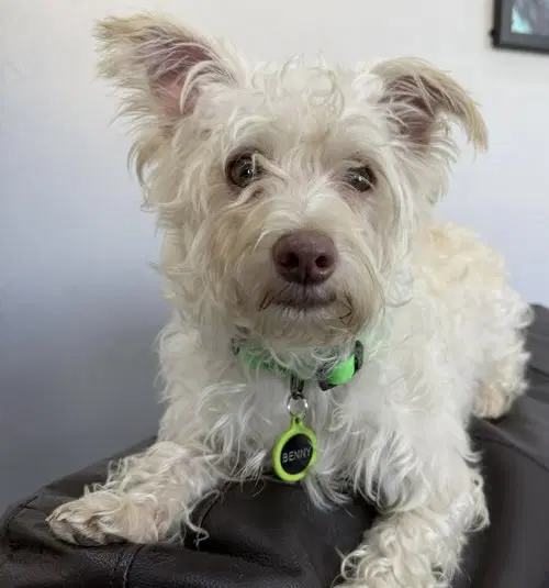 Benny image 4