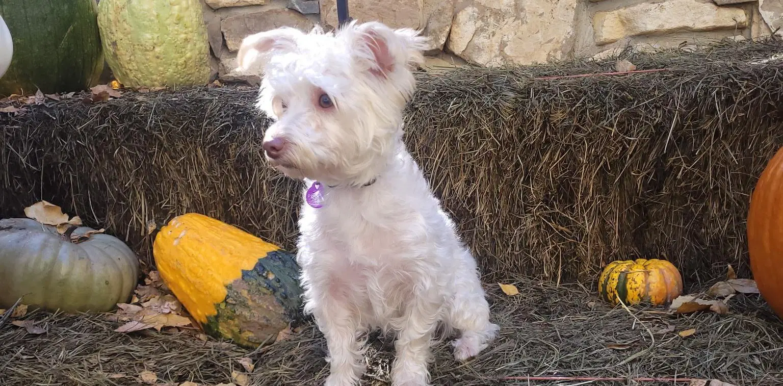 Benny - Terrier