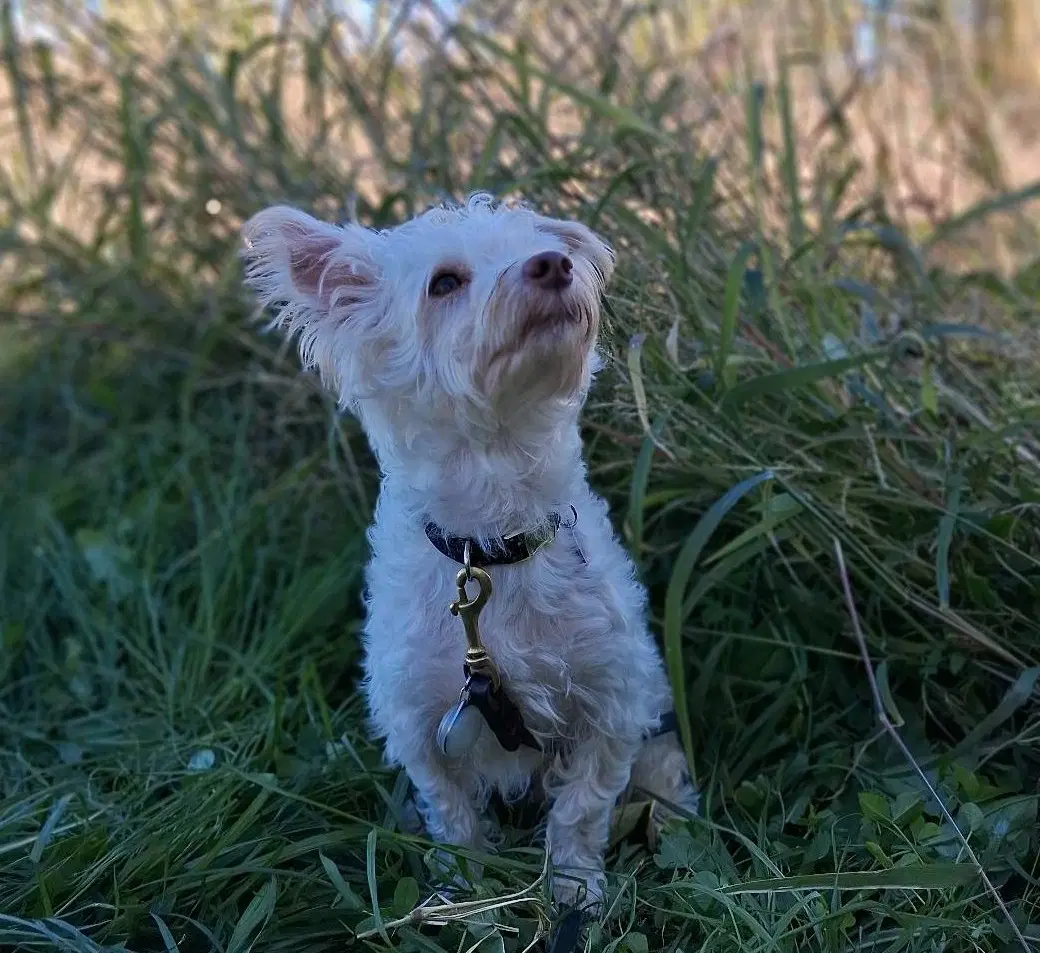 Benny image 2