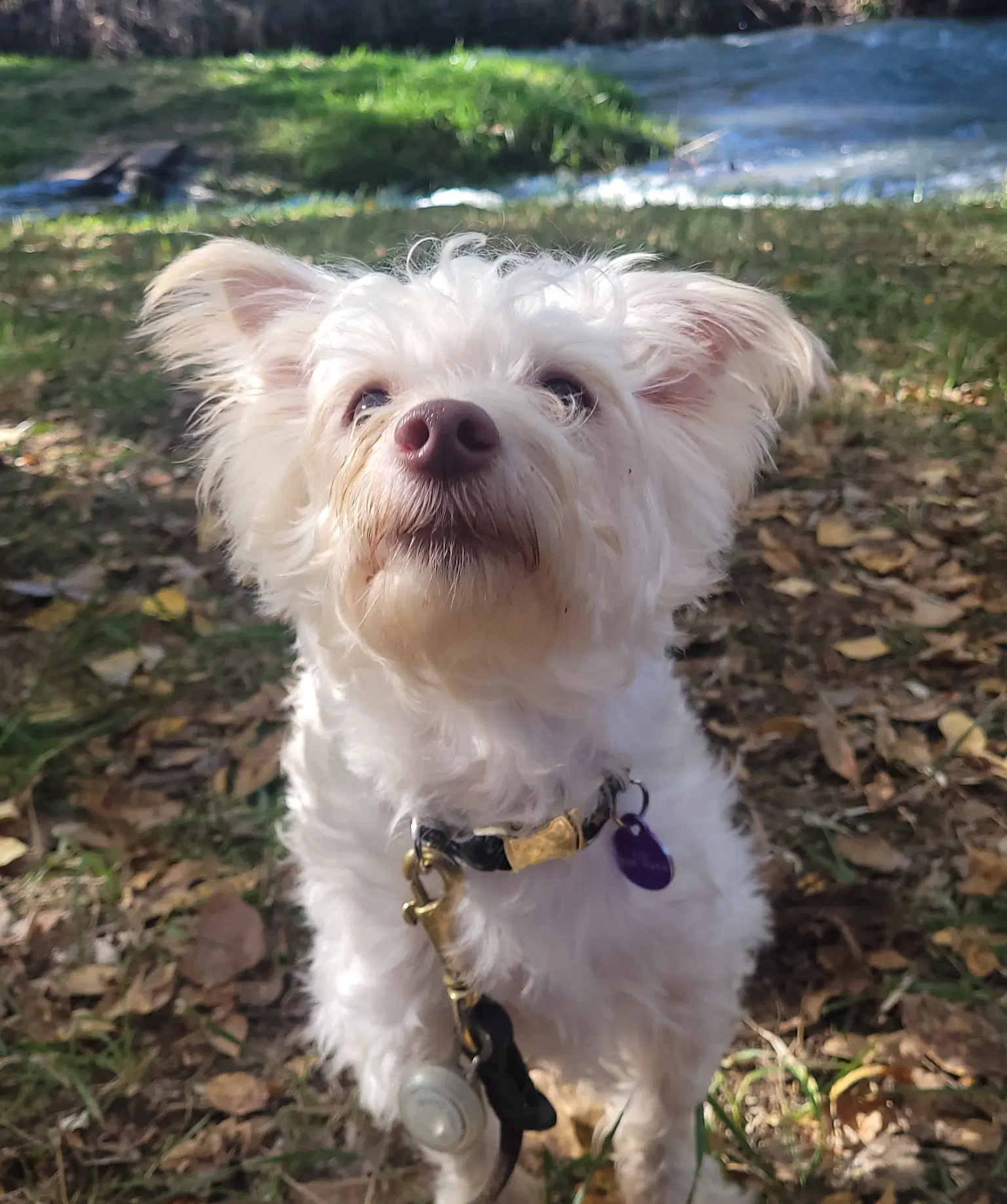 Benny image 3