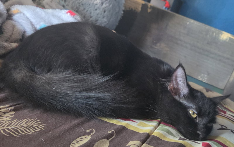 Morticia & Wednesday, photo 2