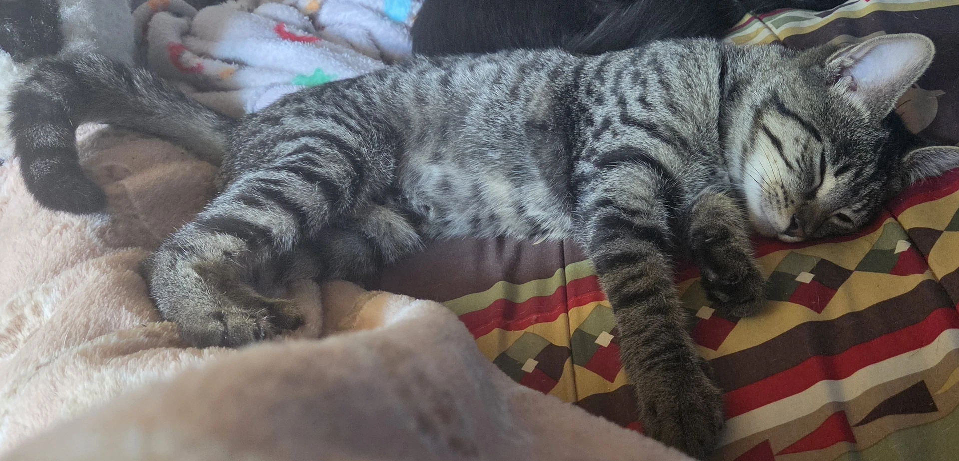 Tabby Courtesy Listing