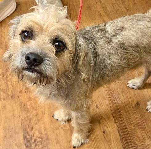 Hudson, Border Terrier