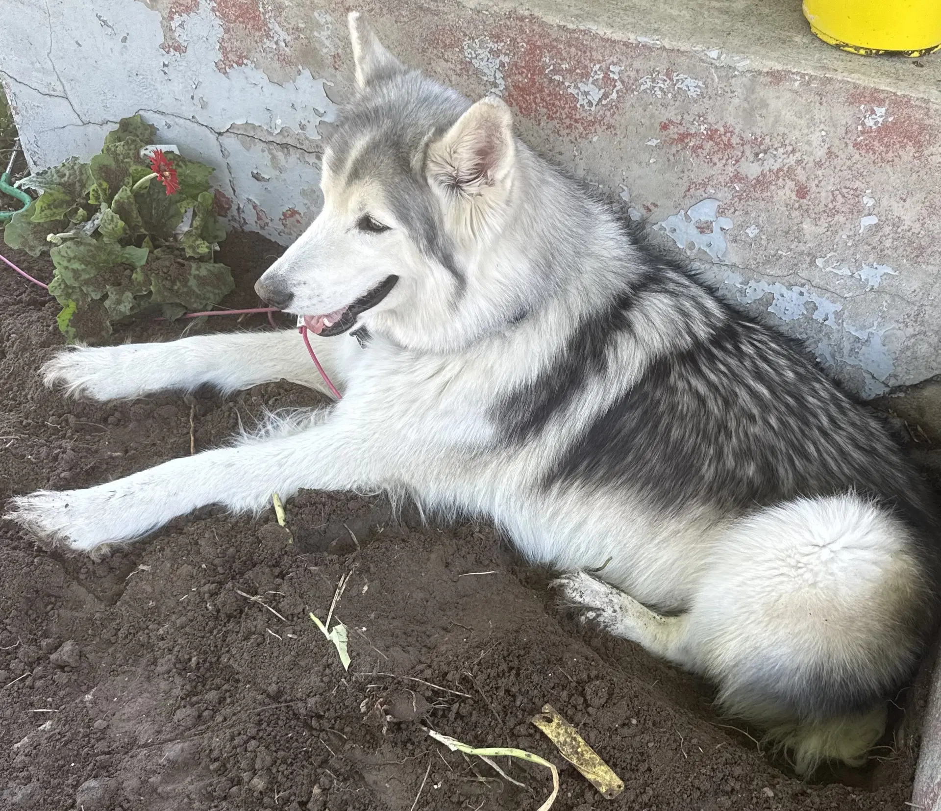 Enzo Ferrari Courtesy Listing - Husky