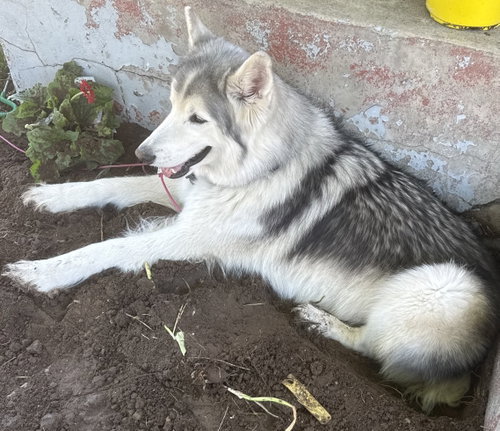 Enzo Ferrari Courtesy Listing, a dog for adoption from Evergreen Animal Protective League