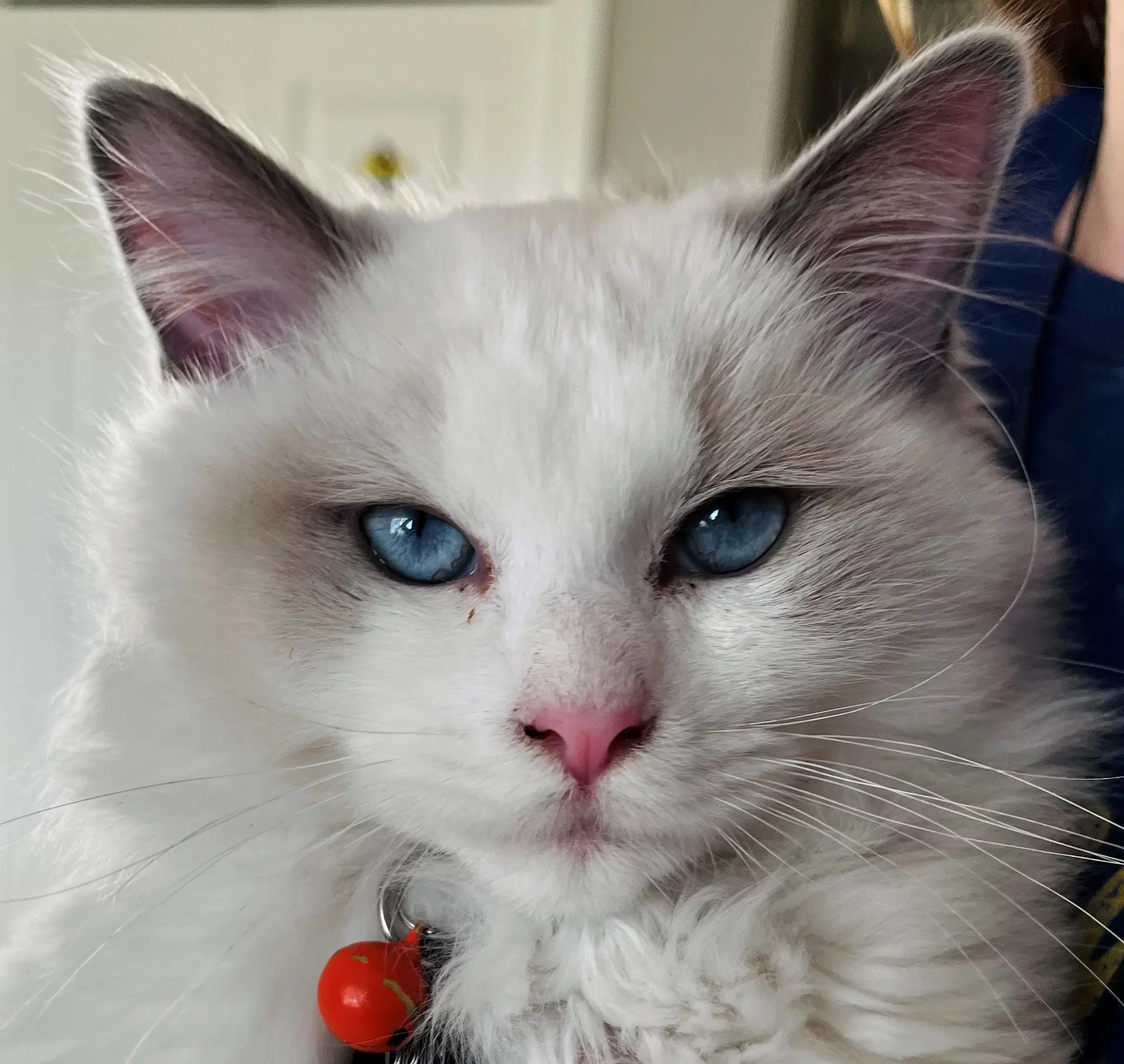 Odin image 2