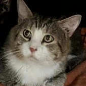 Felix