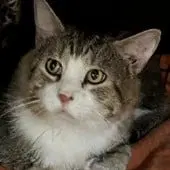 Felix - Domestic Short Hair