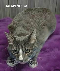 Jalapeno, Domestic Short Hair