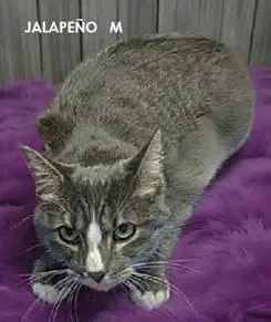 Jalapeno - Domestic Short Hair