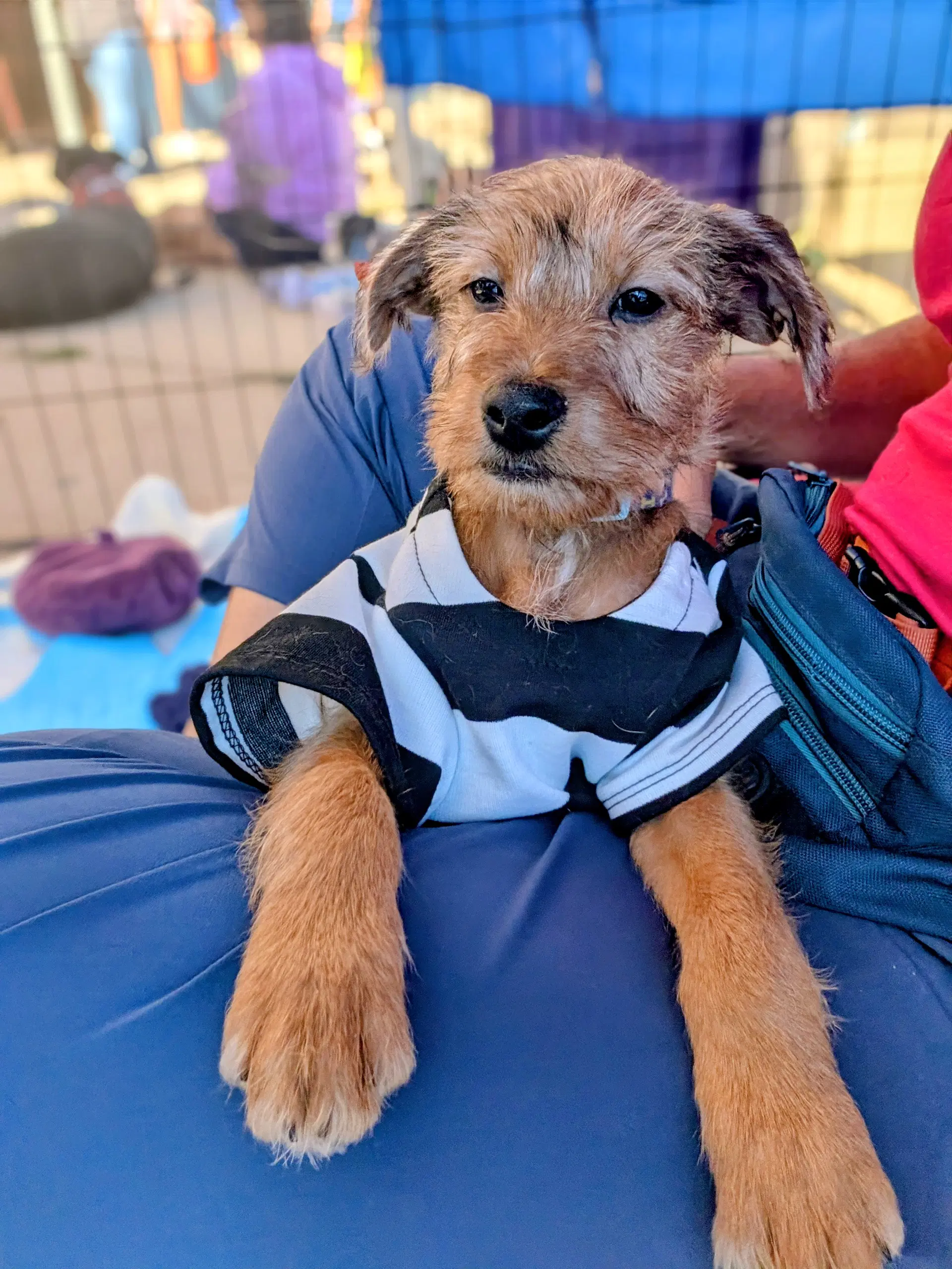 Bert image 2