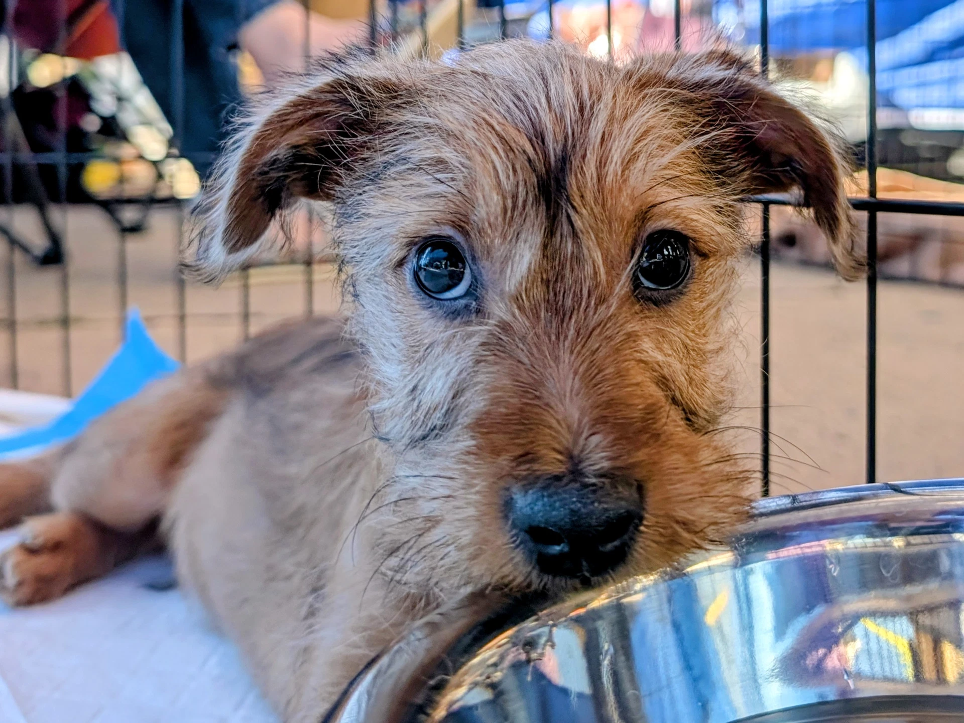 Bert