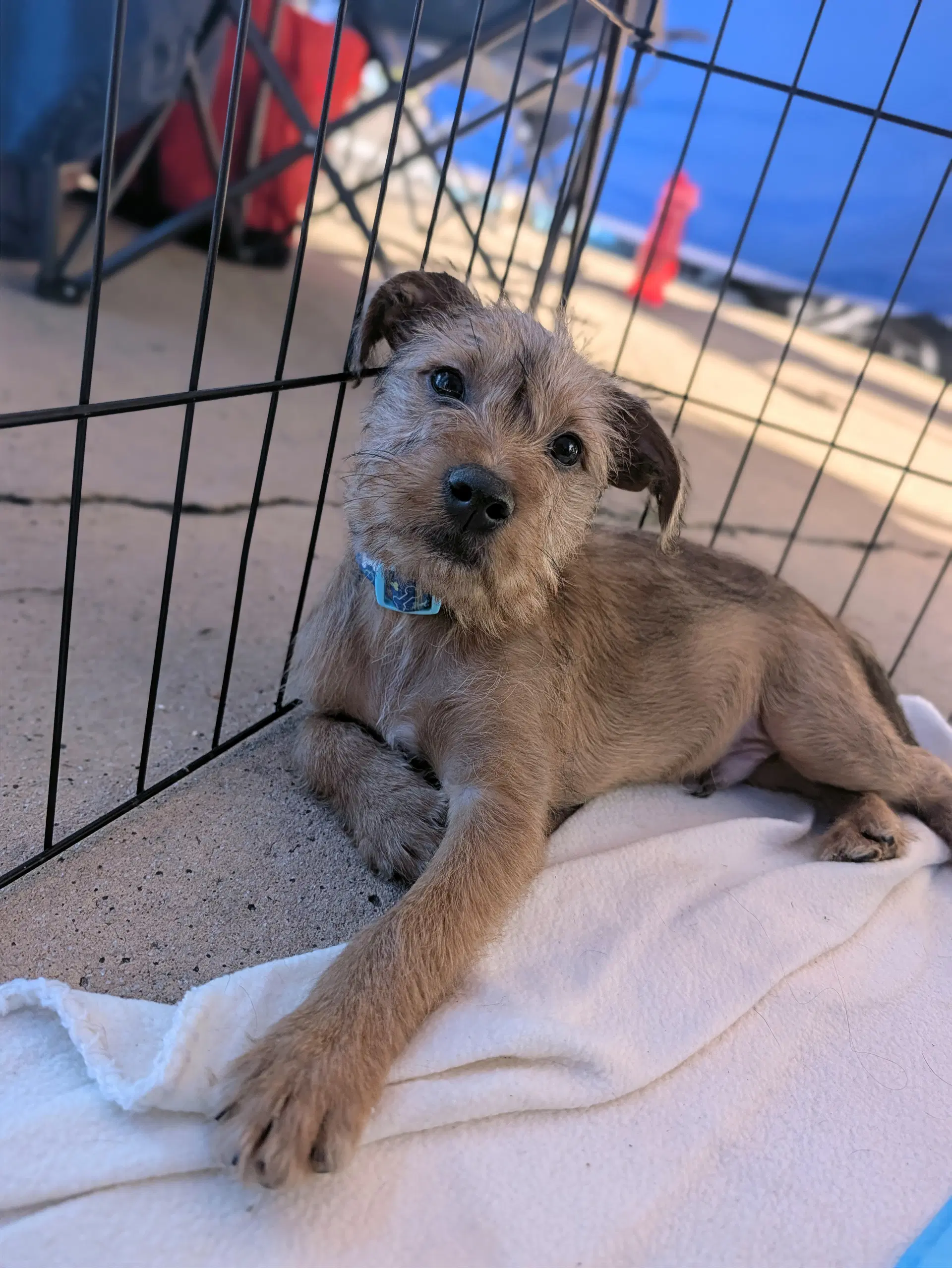 Bert image 4