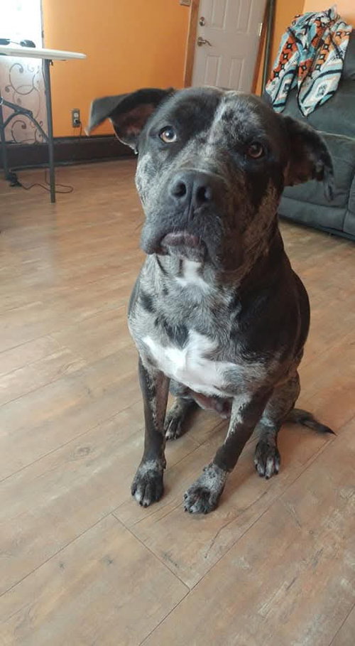 Diesel *OSCP* — American Pit Bull Terrier