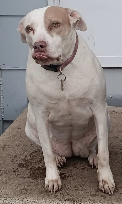 Dottie *adoption fee waived*, a dog for adoption from Minnesota Pit Bull Rescue