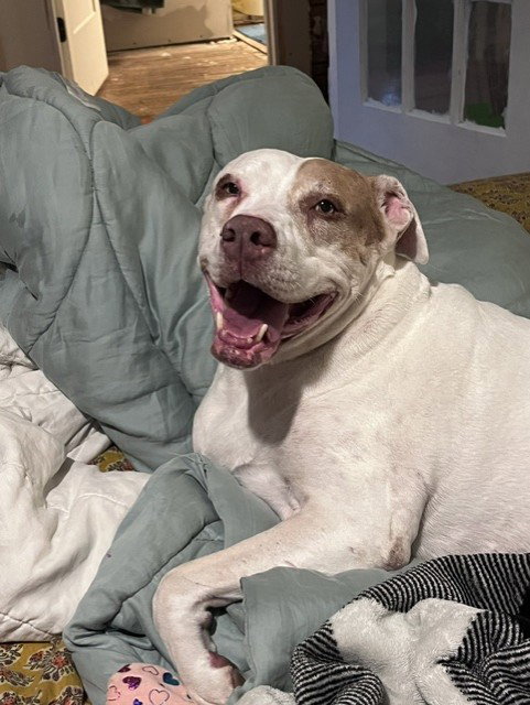 Dottie *adoption fee waived*, American Pit Bull Terrier
