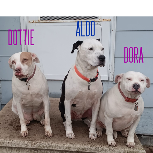 Photo 2 of Dora *adoption fee waived*
