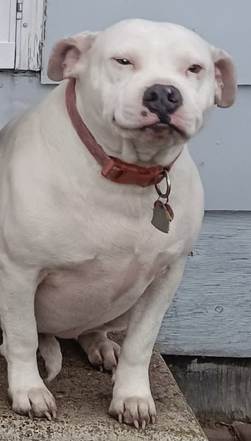 Dora *adoption fee waived*, a dog for adoption from Minnesota Pit Bull Rescue