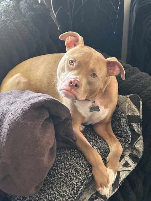 Snoop- OS, an adoptable American Pit Bull Terrier in Andover, MN