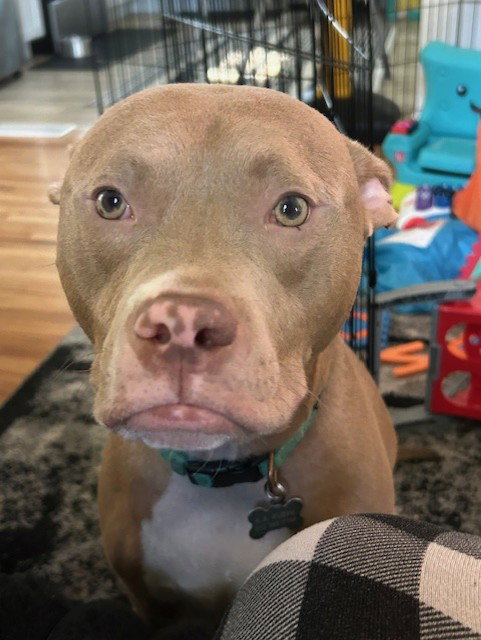 Snoop- OS *Adoption Fee Waived*, photo 6