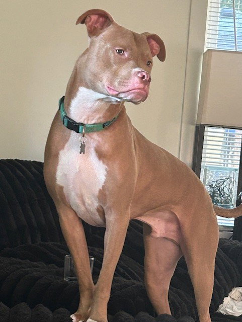 Snoop- OS *Adoption Fee Waived*, photo 7