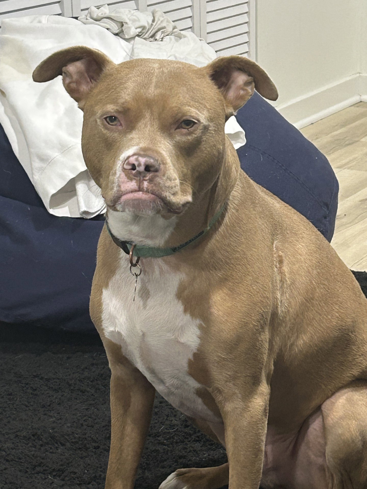 Snoop- OS *Adoption Fee Waived*, photo 3
