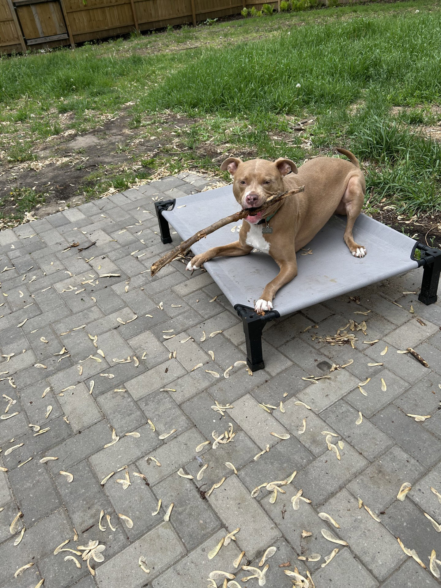 Snoop- OS *Adoption Fee Waived*, photo 2