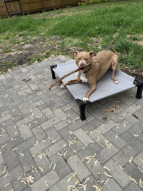Snoop- OS, an adoptable American Pit Bull Terrier in Andover, MN