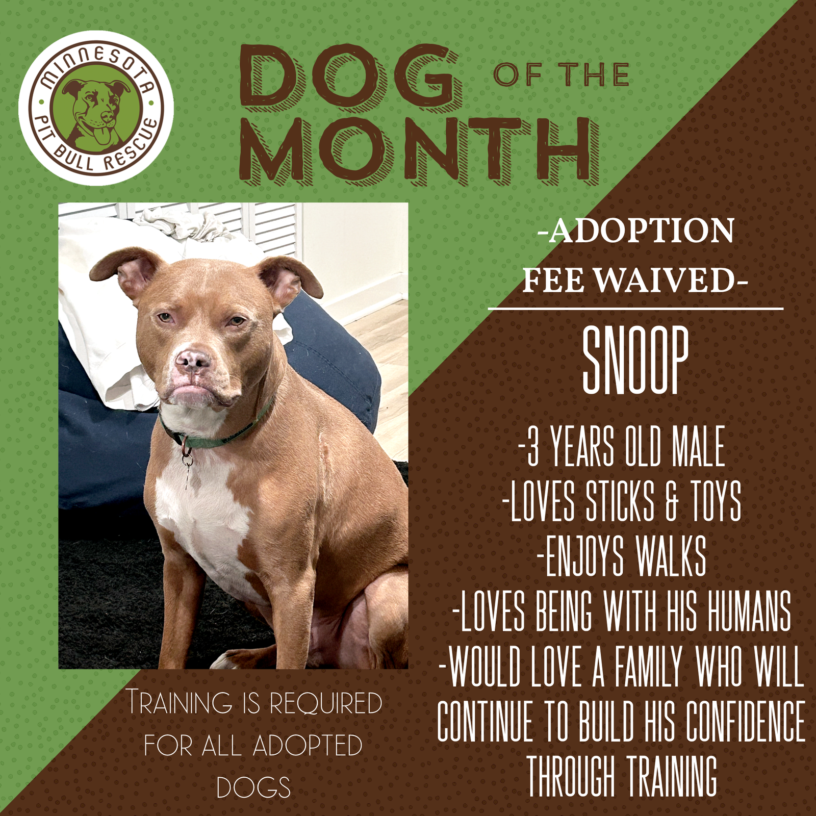 Snoop- OS *Adoption Fee Waived*, American Pit Bull Terrier