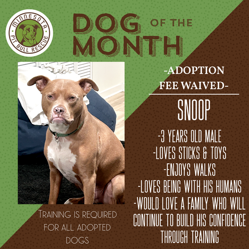 Snoop- OS *Adoption Fee Waived*, a dog for adoption from Minnesota Pit Bull Rescue