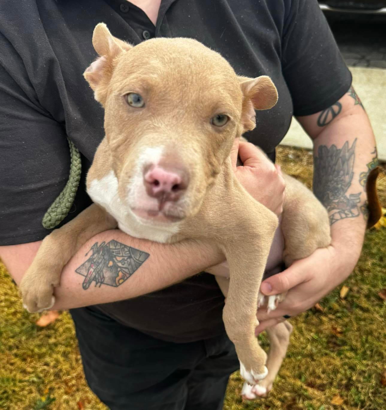 Snoop- OS *Adoption Fee Waived*, photo 5